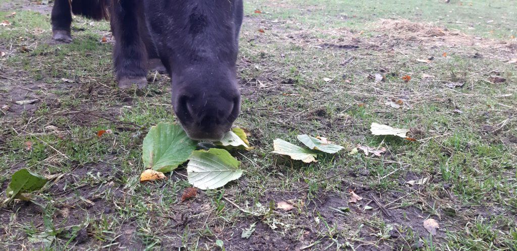 Blätter essen im Herbst und Winter - dies können, bei einem entsprechenden Angebot, mehrere Pferdehalter beobachten.